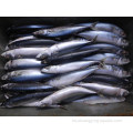 Mackerel de pescado congelado 300 500 g scomber japonicus